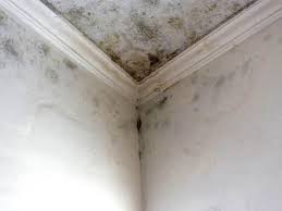 Reliable Clarion, PA Mold Prevention & Removal  Solutions